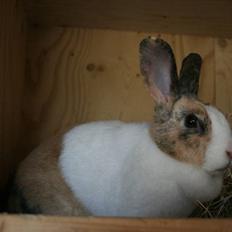 Kanin A Sign Of Thunder