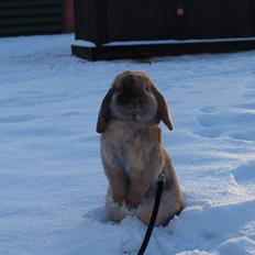 Kanin Magic's Herbert