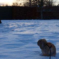 Kanin Magic's Herbert