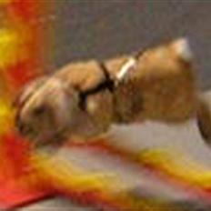 Kanin Magic's Herbert