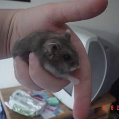 Dværghamster Tingeling/Tingest