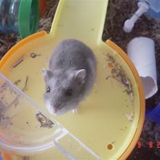 Dværghamster Tingeling/Tingest