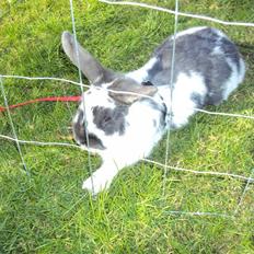 Kanin  husteds sveske RIP.