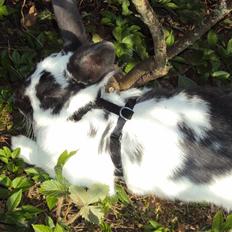 Kanin  husteds sveske RIP.