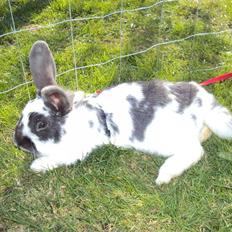 Kanin  husteds sveske RIP.