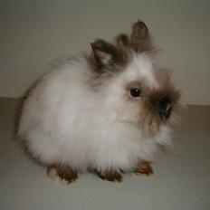 Kanin Stitch - R.I.P.