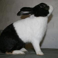 Kanin Beders After Eight