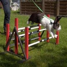 Kanin Beders After Eight