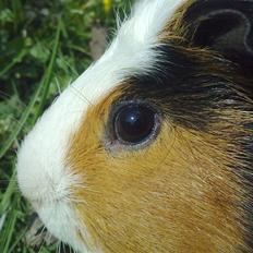 Marsvin  Henning R.I.P. ;(