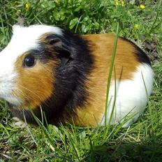 Marsvin  Henning R.I.P. ;(