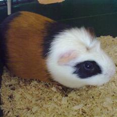 Marsvin  Henning R.I.P. ;(