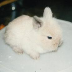 Kanin Shanti R.I.P.