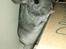 Chinchilla Blobber <3 Solgt