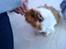 Marsvin | Guffe <3 :-* | R.I.P 2/7-12 :'-( <3 Love you! :' - 9) Min dejlige tøøøs :* <3