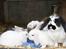 Kanin | Ziggy's Cleopatra R.I.P - Cleopatra sammen med Ronjas unger :)