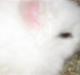Kanin Snow white