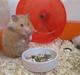 Hamster Molly 
