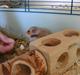 Hamster Rose