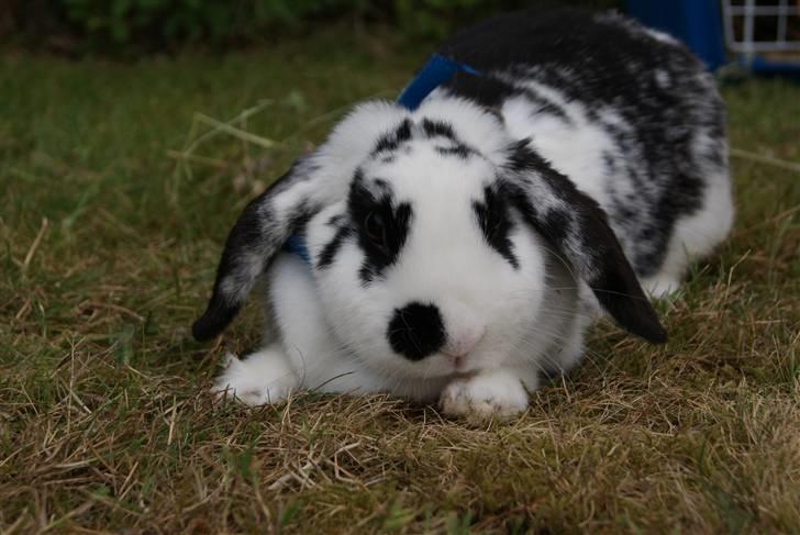 Kanin |DV| Aras´ Kasmira - AaaRrr Forsvarspoistion!!!!!!!!!!!!!!!! HeHe Du giver mig altid et smil på læben. :-*  billede 20