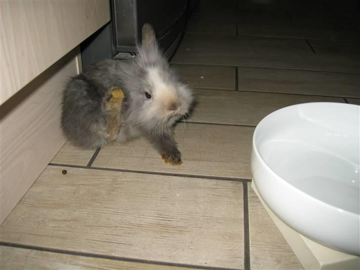 Kanin Tilde - Velkommen til tilde´s profil :D billede 1