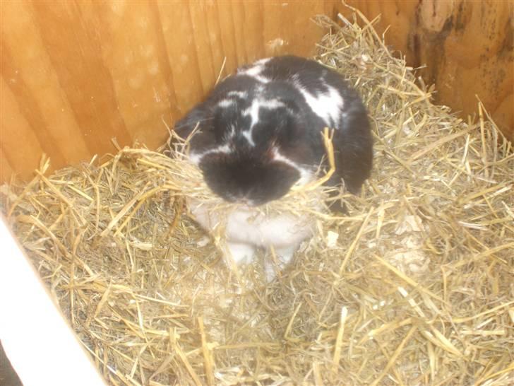 Kanin Domino aka. Fede <3 - Sig APPELSIIIIIIN! Smiley-kaninen :0P billede 1