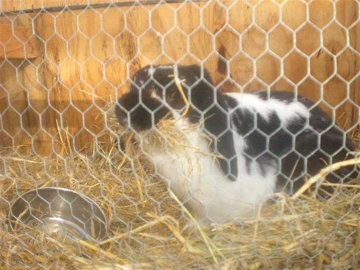 Kanin Domino aka. Fede <3 - Fordi du er så dejlig! <3 billede 2