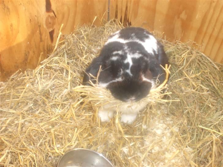 Kanin Domino aka. Fede <3 - Lille gryntegris! :P billede 3