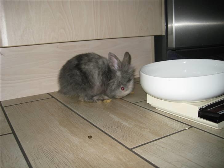 Kanin Tilde billede 2