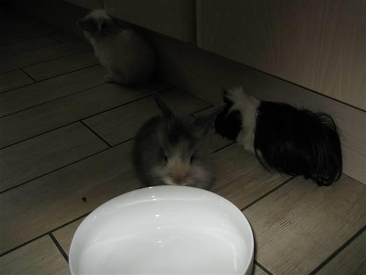 Kanin Tilde billede 3