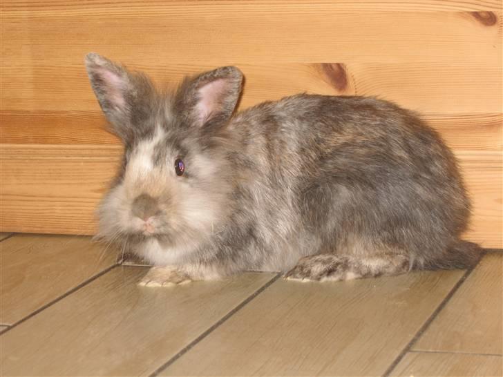 Kanin Tilde billede 4