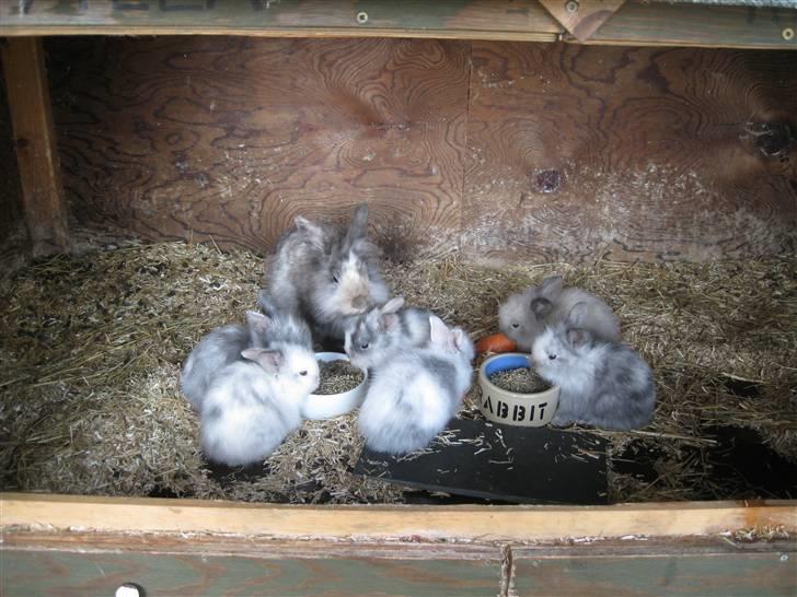 Kanin Tilde billede 5