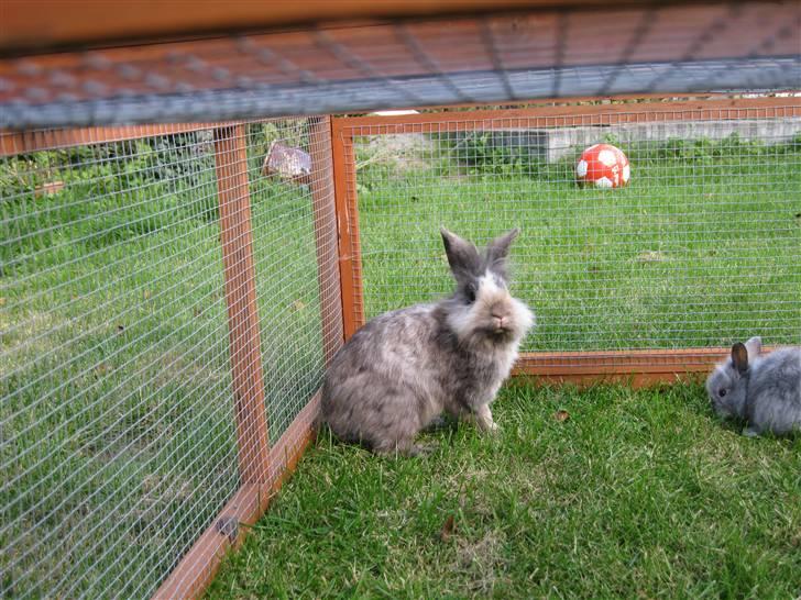 Kanin Tilde billede 6