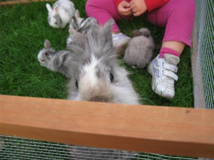 Kanin Tilde - jeg vil oss med på billede mor! billede 7