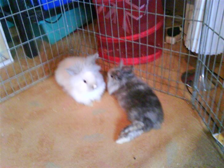 Kanin Tilde billede 8