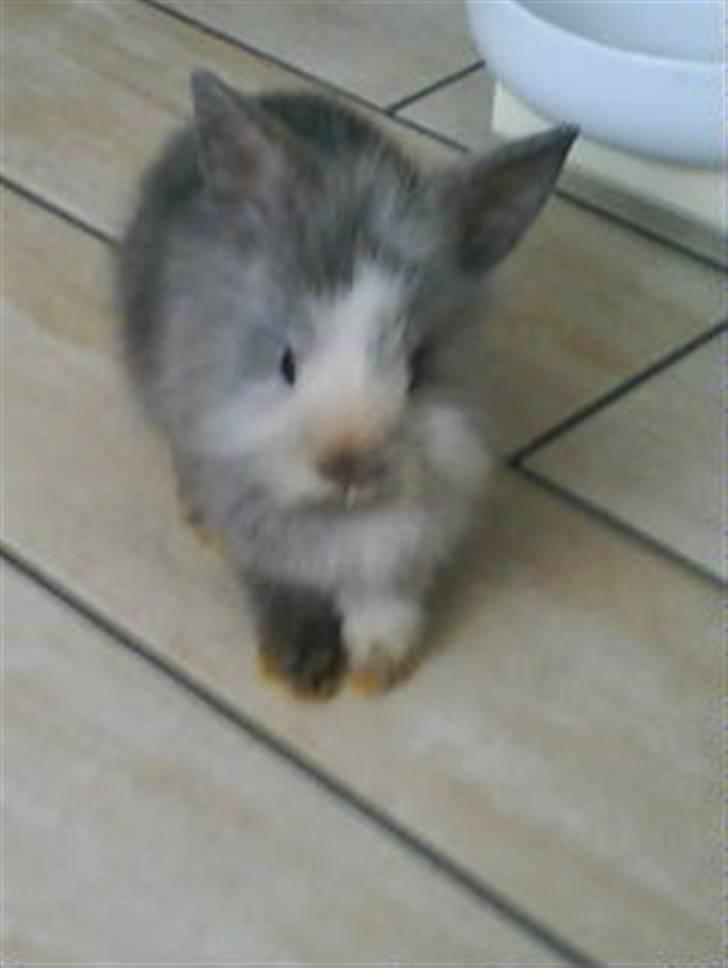 Kanin Tilde billede 9