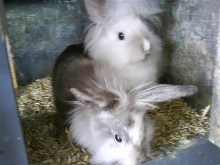 Kanin Tilde billede 10