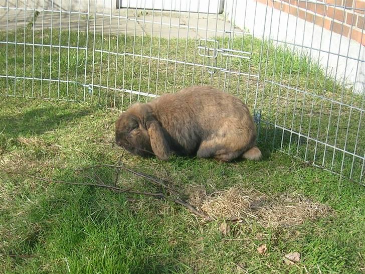 Kanin Nemo billede 8