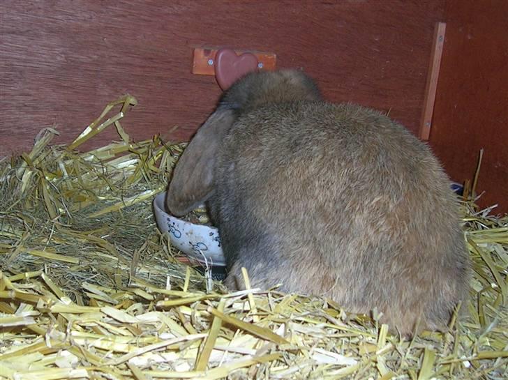 Kanin Nemo billede 9