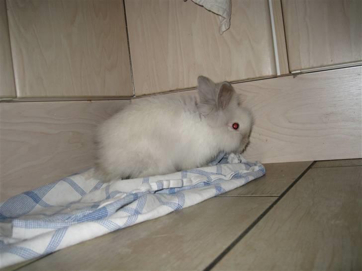 Kanin Magnus billede 1