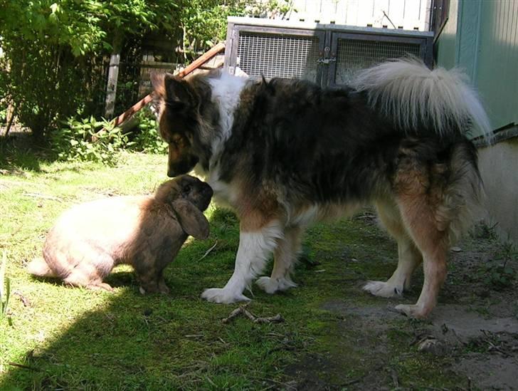 Kanin Nemo billede 13