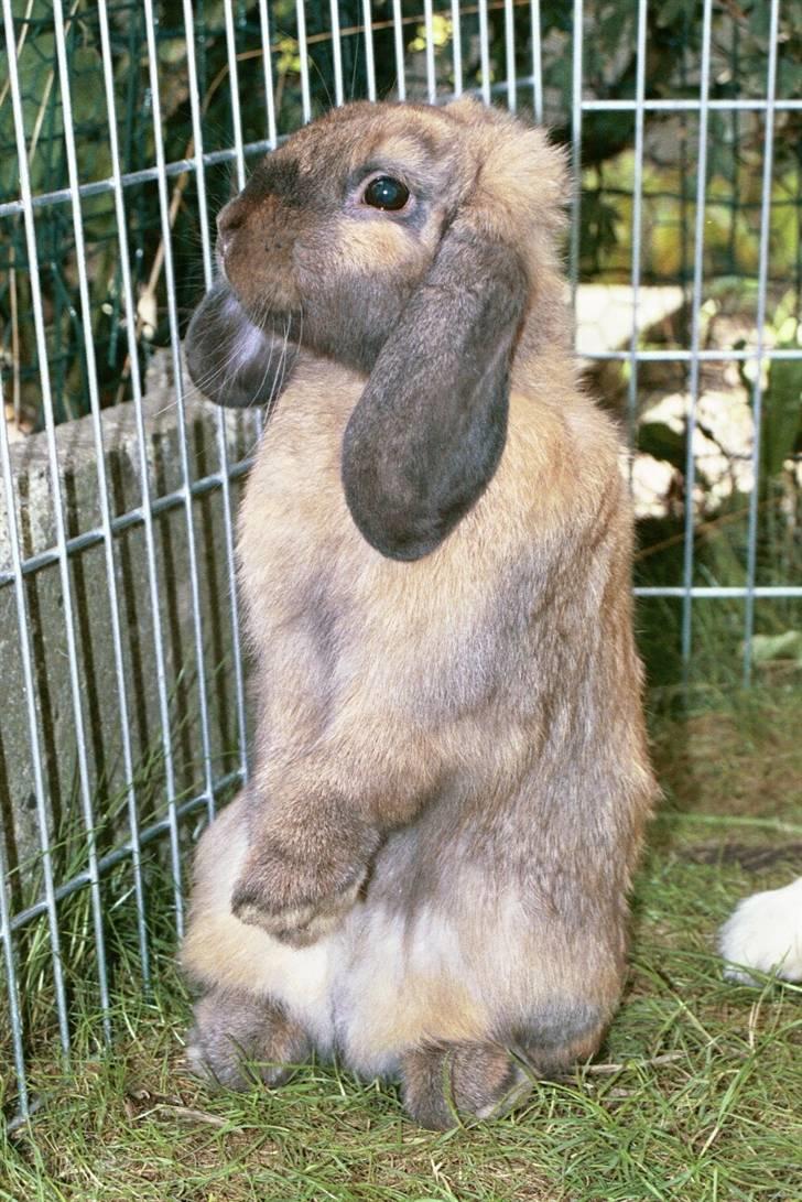 Kanin Nemo billede 17