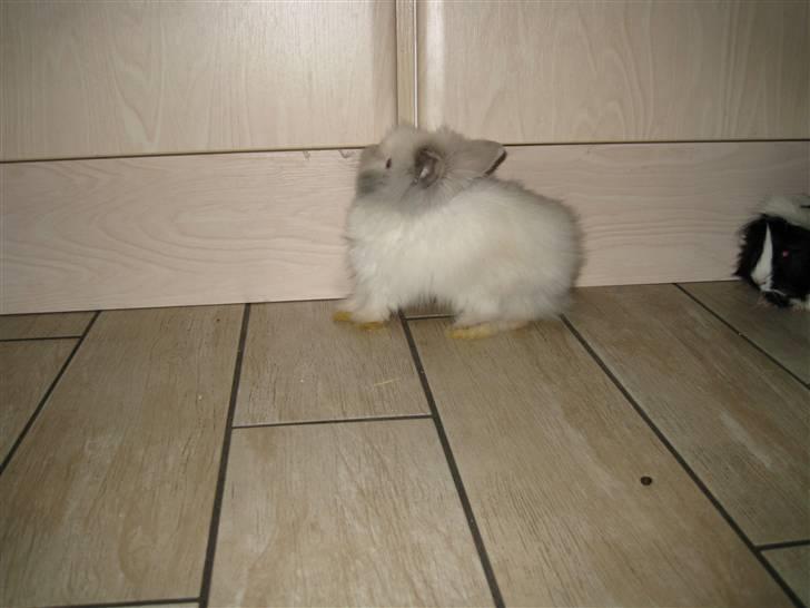 Kanin Magnus billede 2