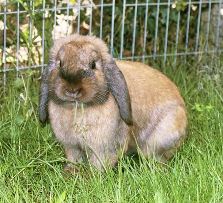 Kanin Nemo billede 18