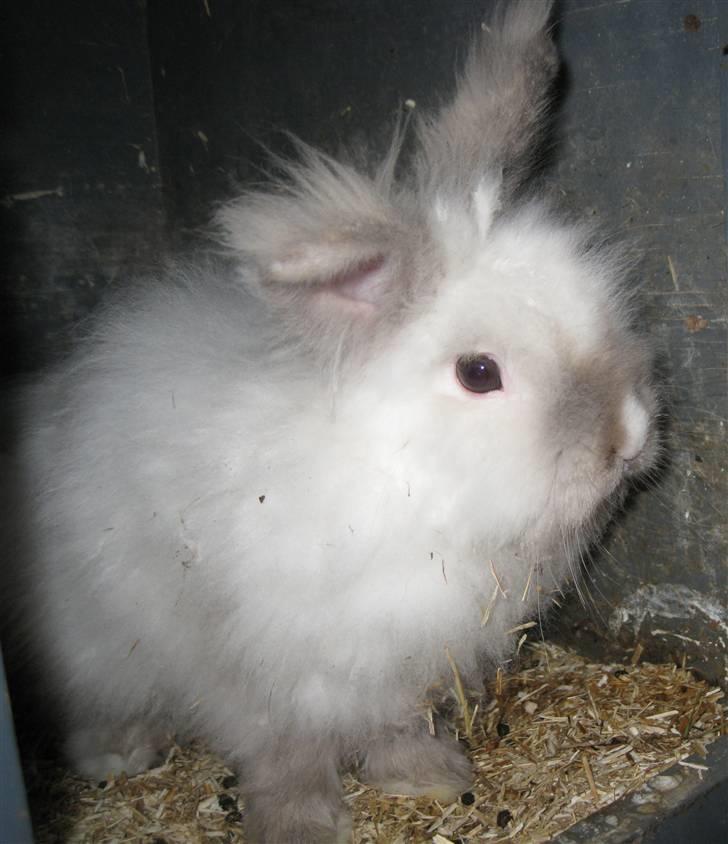 Kanin Magnus billede 3