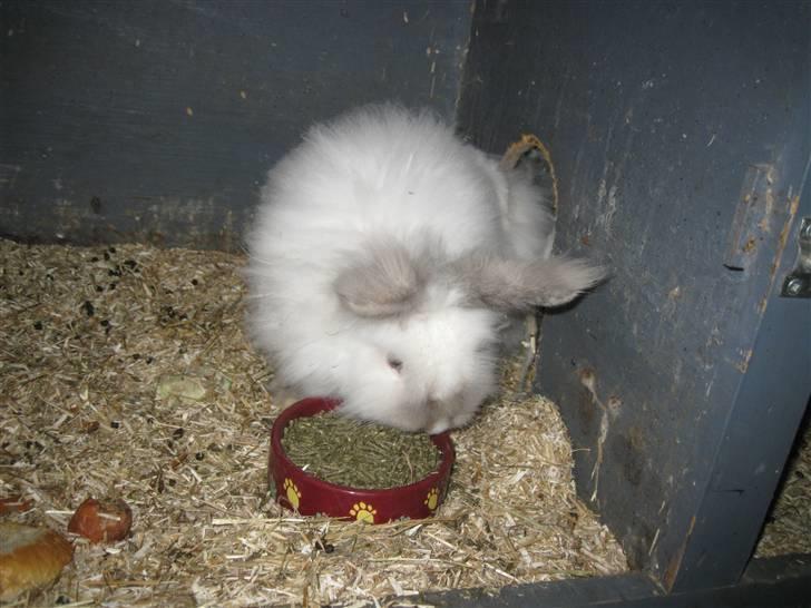 Kanin Magnus billede 4