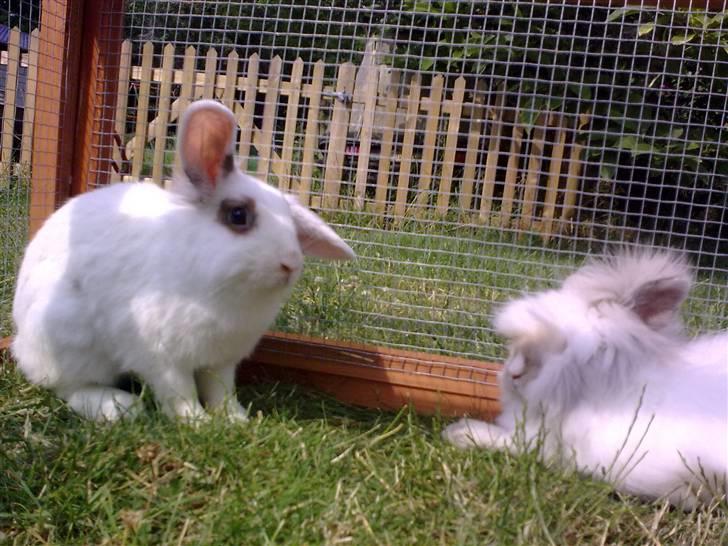 Kanin Magnus billede 5