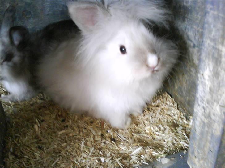 Kanin Magnus billede 6