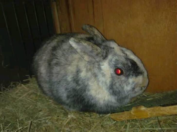 Kanin Mille RIP  - Mille i buret :D billede 7