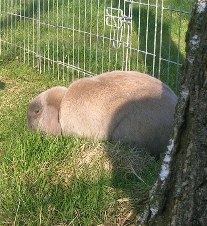 Kanin Lille Grå billede 2