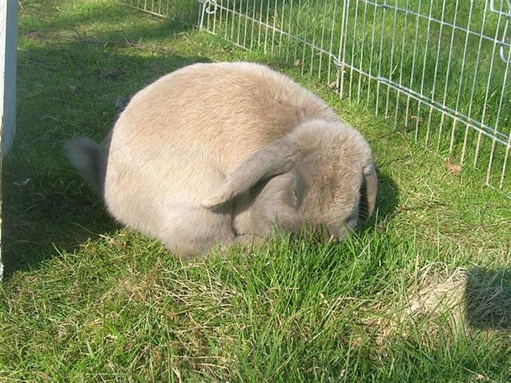 Kanin Lille Grå billede 4